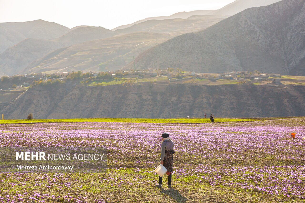 تصاویر: برداشت زعفران در روستای «وامنان»