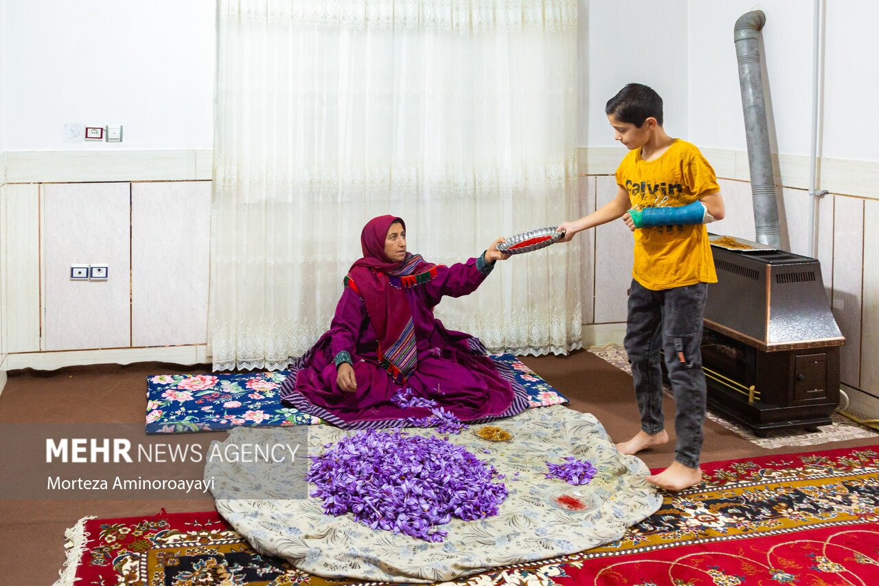 تصاویر: برداشت زعفران در روستای «وامنان»