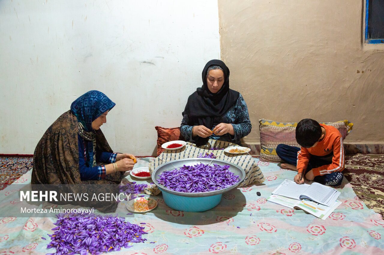 تصاویر: برداشت زعفران در روستای «وامنان»