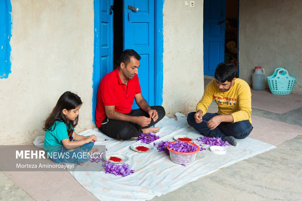 تصاویر: برداشت زعفران در روستای «وامنان»