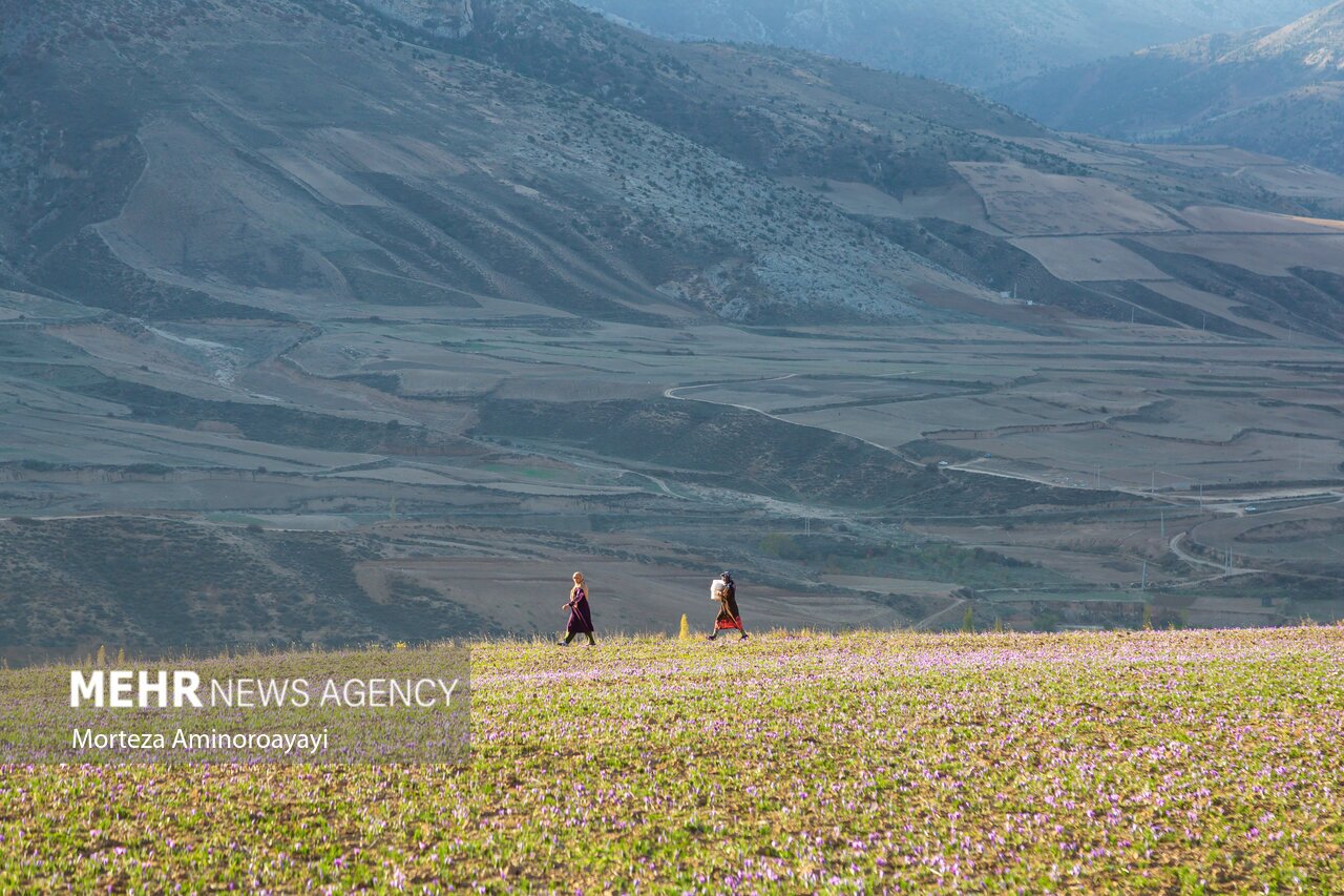 تصاویر: برداشت زعفران در روستای «وامنان»