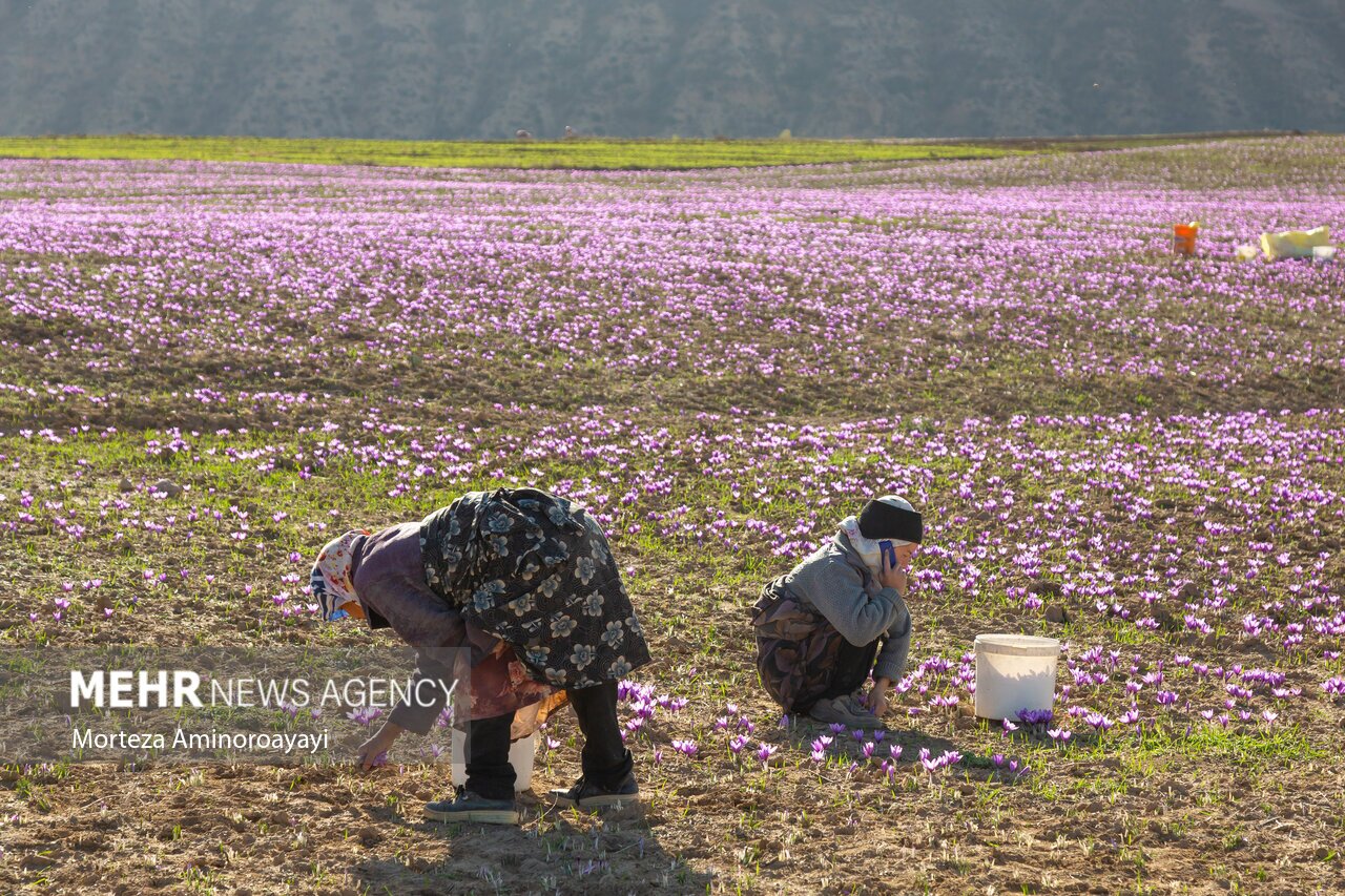 تصاویر: برداشت زعفران در روستای «وامنان»