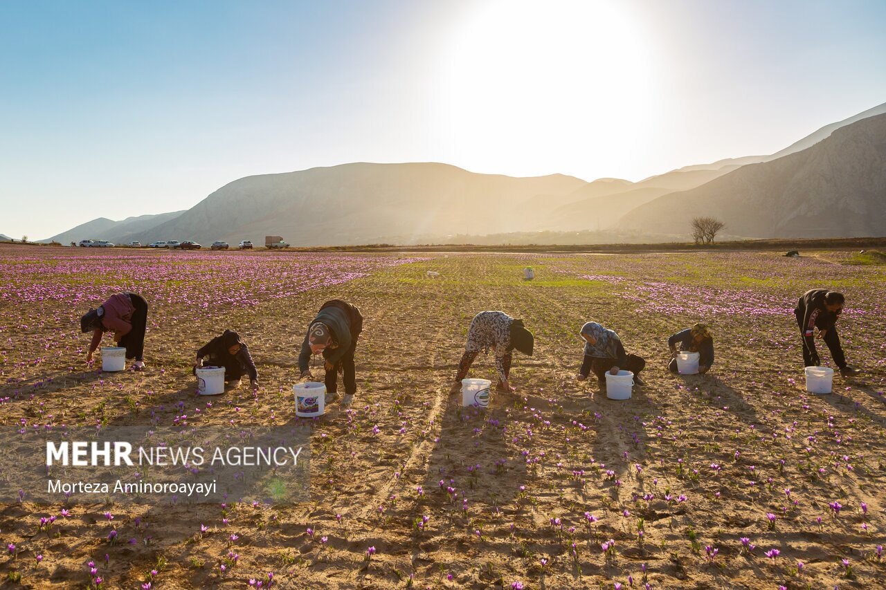 تصاویر: برداشت زعفران در روستای «وامنان»