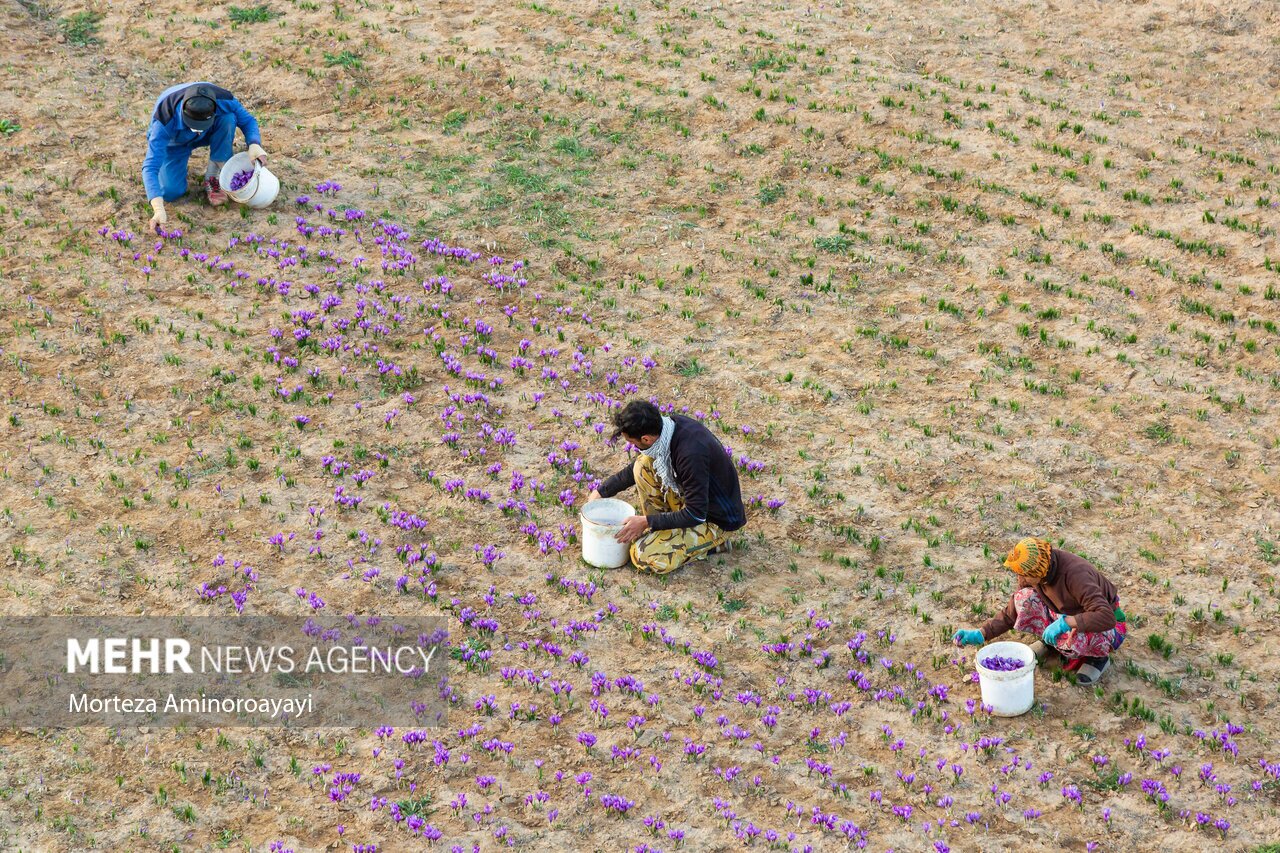 تصاویر: برداشت زعفران در روستای «وامنان»