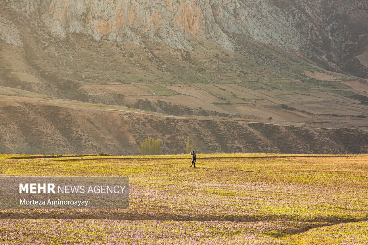تصاویر: برداشت زعفران در روستای «وامنان»