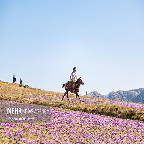 تصاویر: برداشت زعفران در روستای «وامنان»