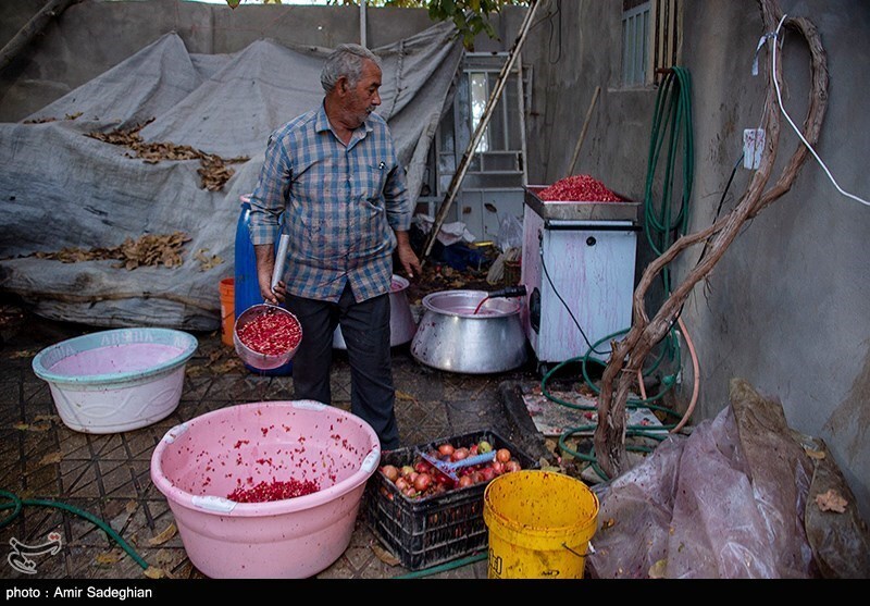 تصاویر: جشنواره انار یاقوتی شهر فاروق فارس