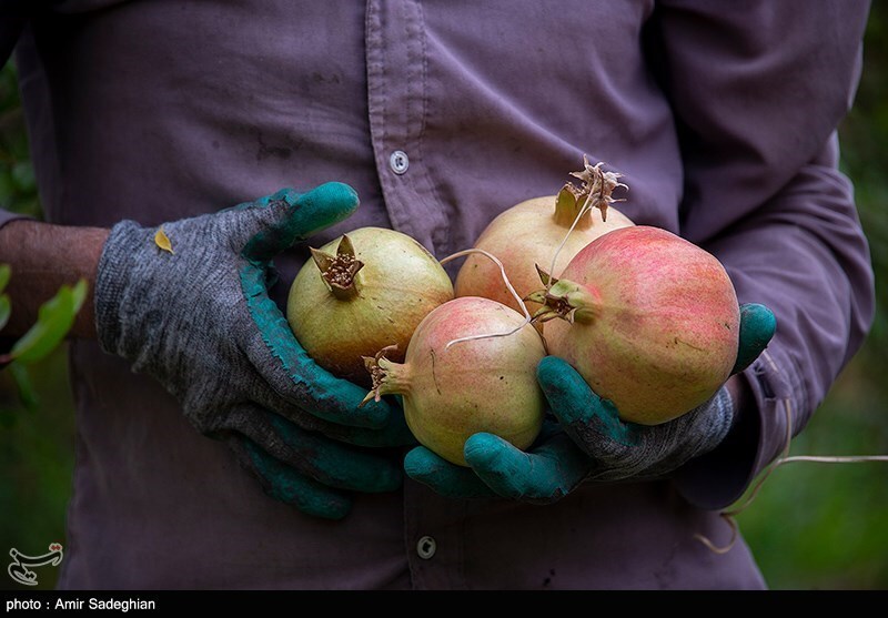 تصاویر: جشنواره انار یاقوتی شهر فاروق فارس