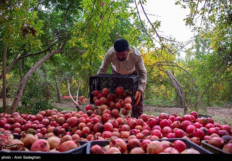 تصاویر: جشنواره انار یاقوتی شهر فاروق فارس