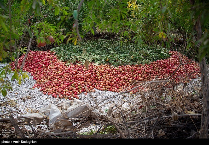 تصاویر: جشنواره انار یاقوتی شهر فاروق فارس