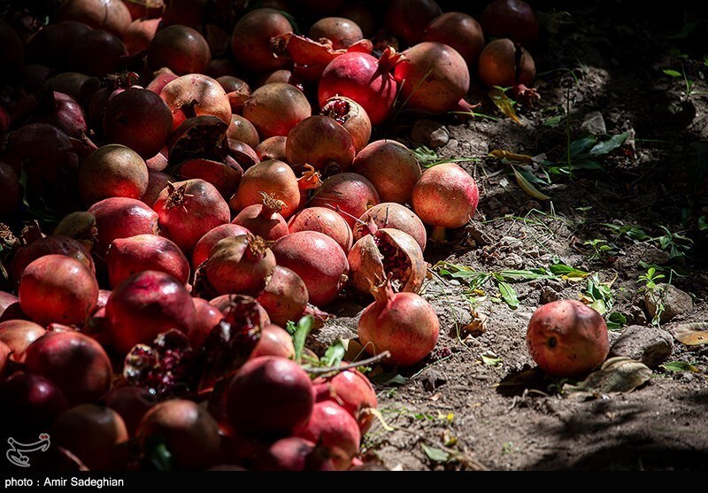 تصاویر: جشنواره انار یاقوتی شهر فاروق فارس