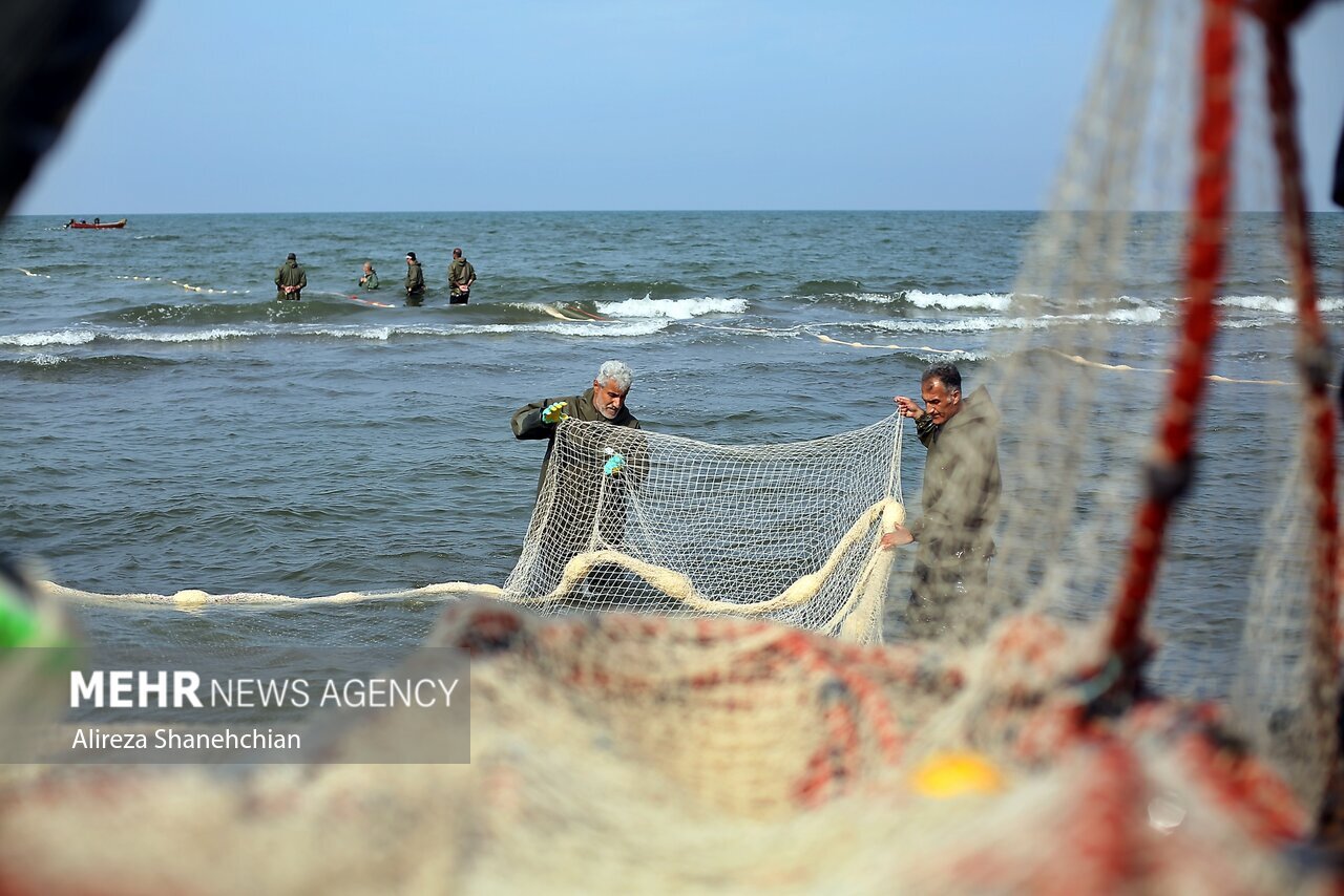 تصاویر: صید پره یا تور گستر