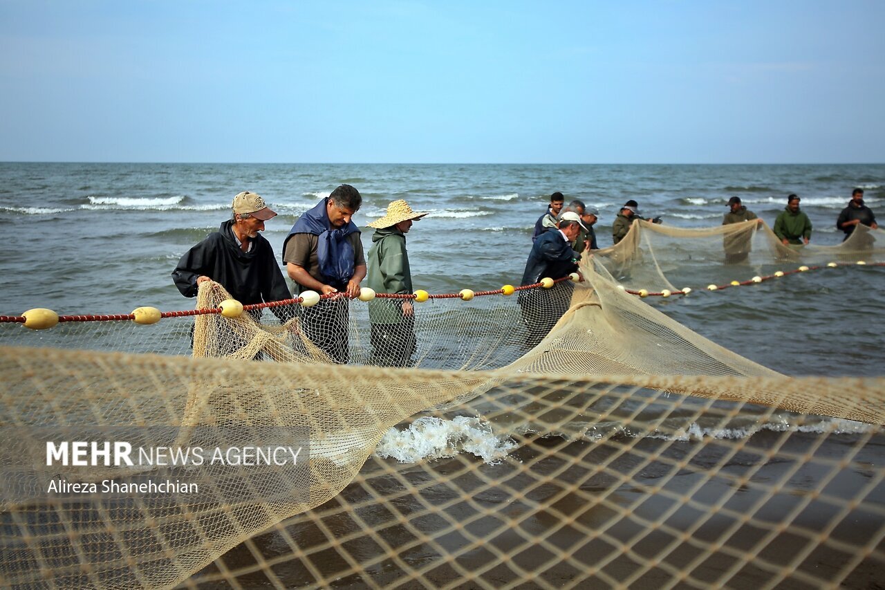 تصاویر: صید پره یا تور گستر