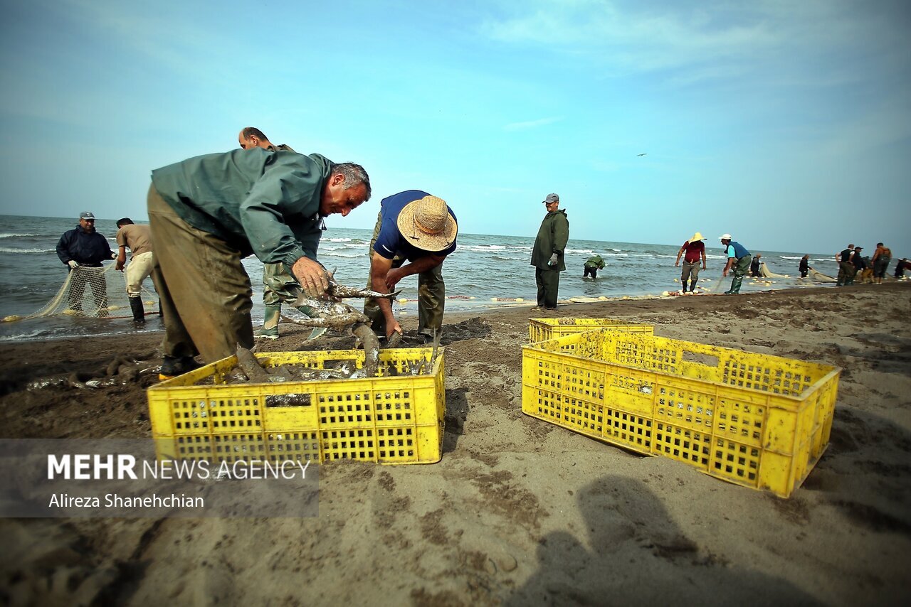 تصاویر: صید پره یا تور گستر