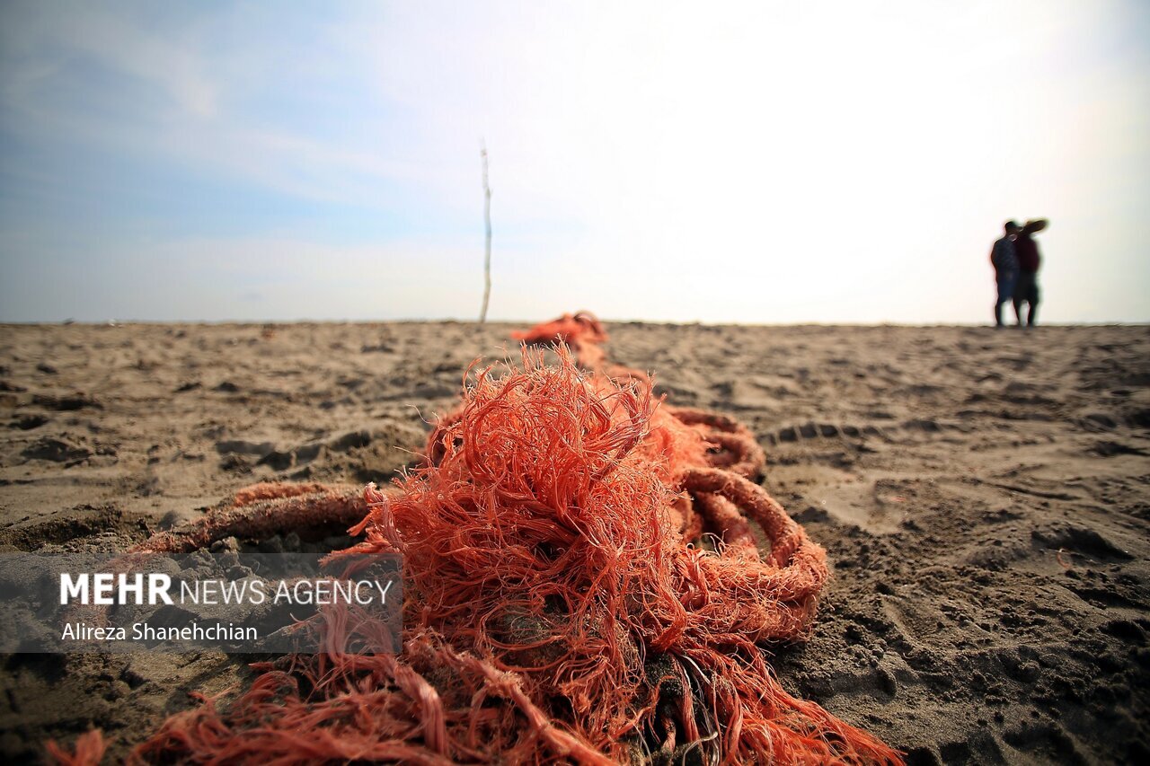 تصاویر: صید پره یا تور گستر