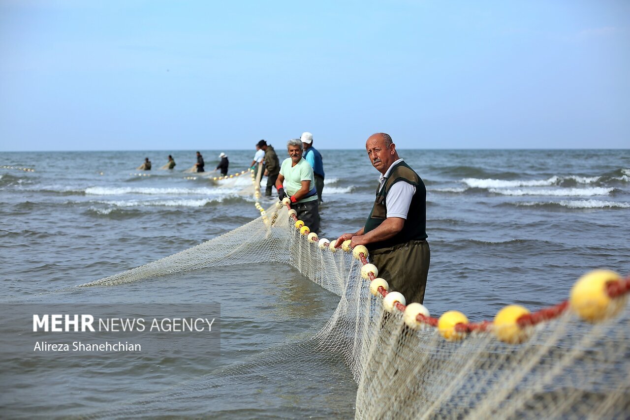 تصاویر: صید پره یا تور گستر