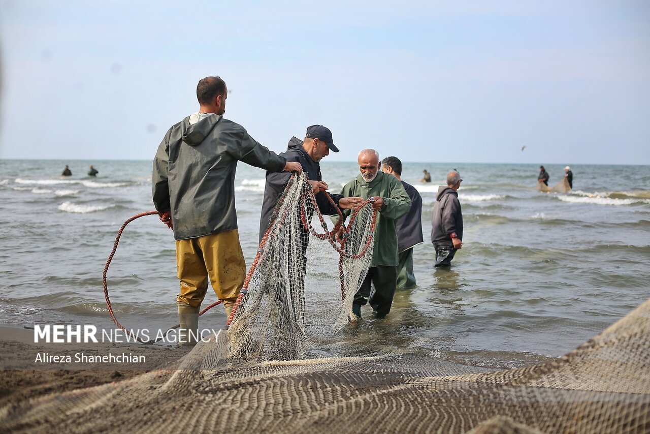 تصاویر: صید پره یا تور گستر