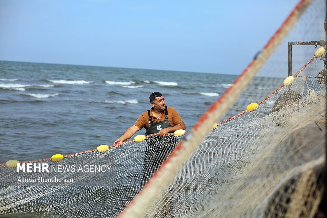 تصاویر: صید پره یا تور گستر