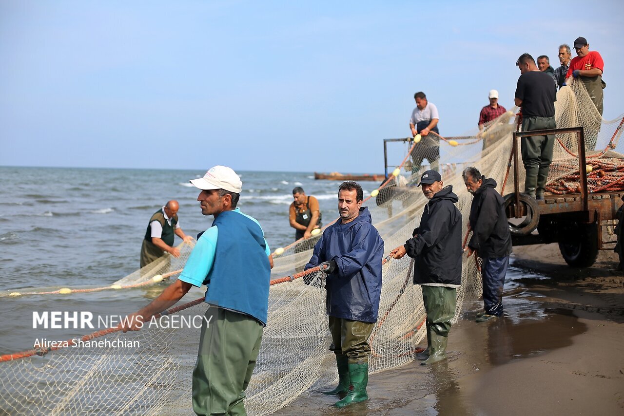 تصاویر: صید پره یا تور گستر