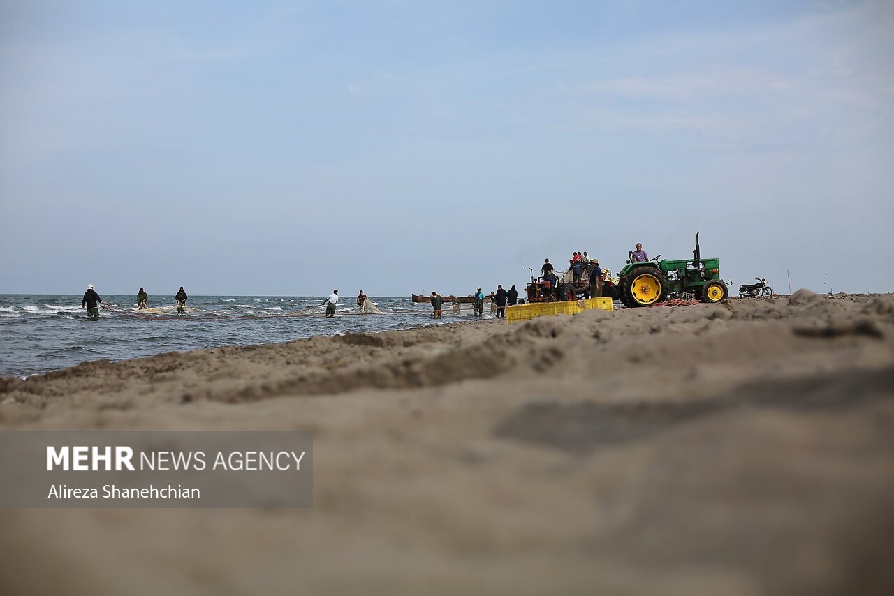 تصاویر: صید پره یا تور گستر