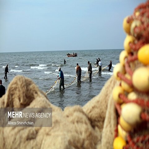 تصاویر: صید پره یا تور گستر