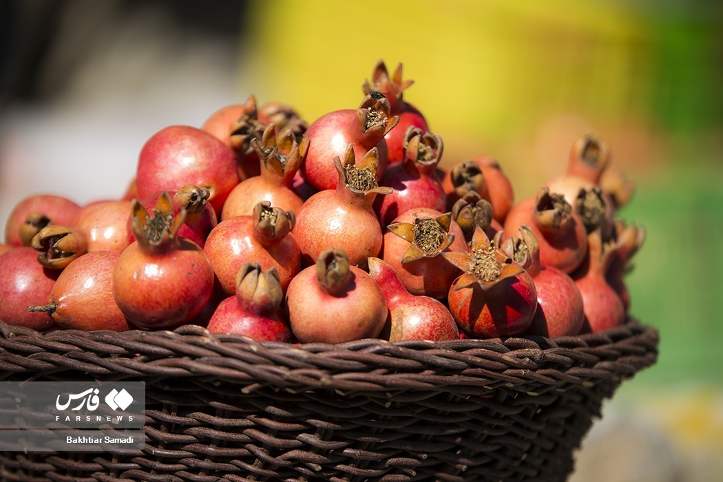 تصاویر: جشنواره «انار هورامان»
