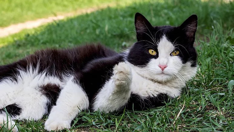 گربه گم‌شده ۱۰۰۰ کیلومتر از فرانسه تا آلمان را برای پیدا کردن صاحبش طی کرد