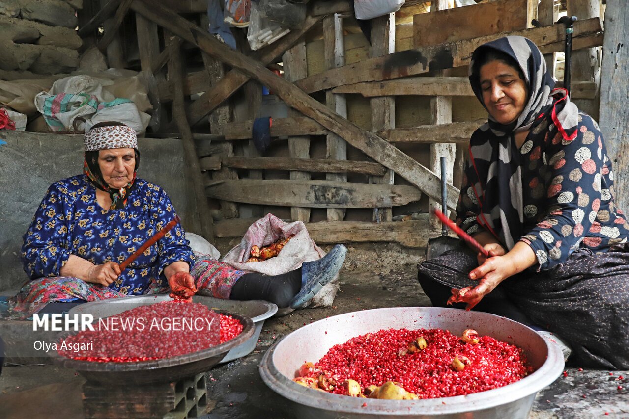 تصاویر: پاییز و رسم خوش اِنار دِله کانی