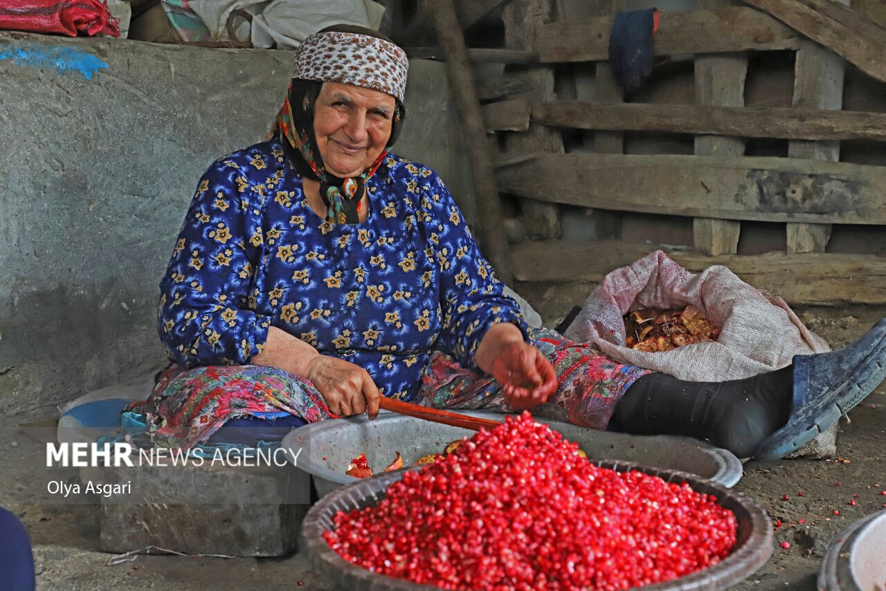 تصاویر: پاییز و رسم خوش اِنار دِله کانی