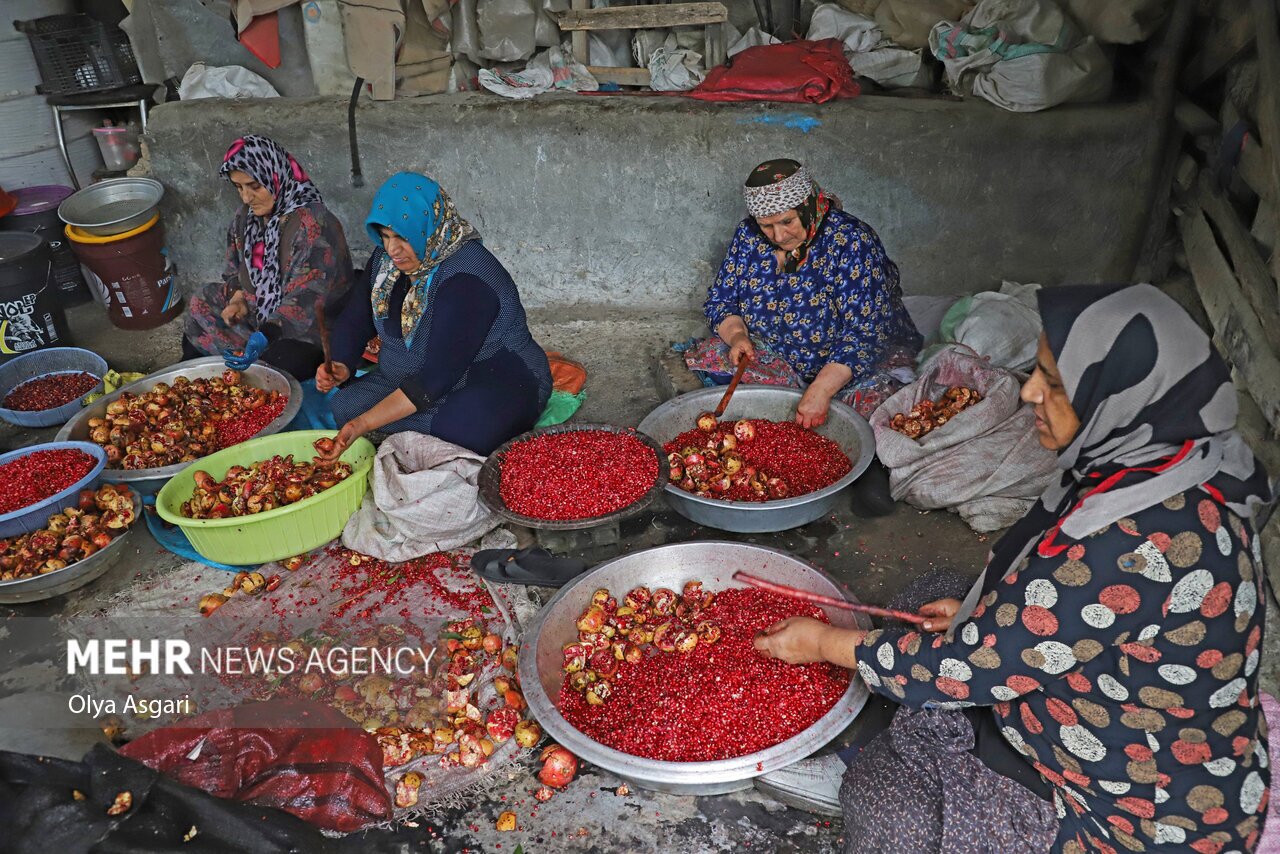 تصاویر: پاییز و رسم خوش اِنار دِله کانی