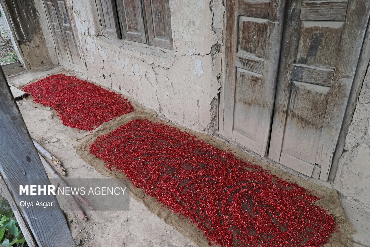 تصاویر: پاییز و رسم خوش اِنار دِله کانی