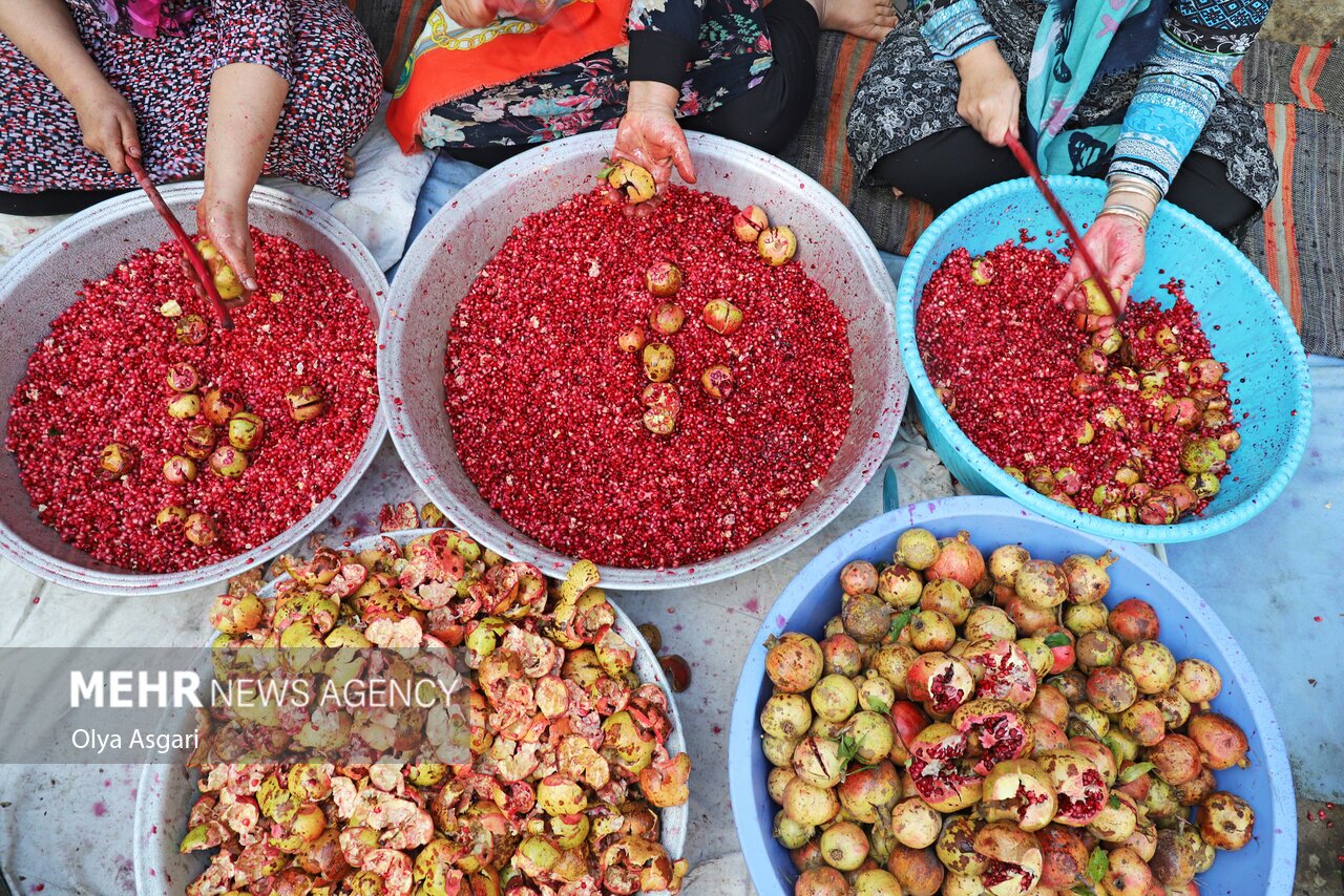 تصاویر: پاییز و رسم خوش اِنار دِله کانی