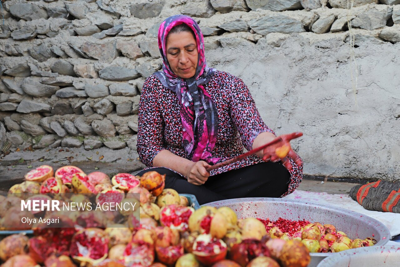 تصاویر: پاییز و رسم خوش اِنار دِله کانی