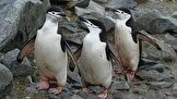 یافته‌های یک مطالعه جدید: پنگوئن‌های ریش خطی بیش از ۱۰ هزار بار در روز چرت می‌زنند