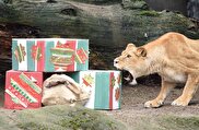 ببینید / کریسمسی متفاوت برای حیوانات باغ‌وحشی در لندن