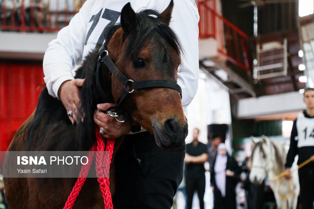تصاویر: جشنواره ملی اسب کاسپین