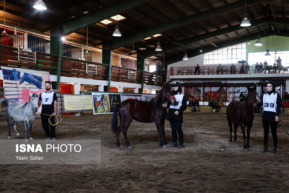 تصاویر: جشنواره ملی اسب کاسپین
