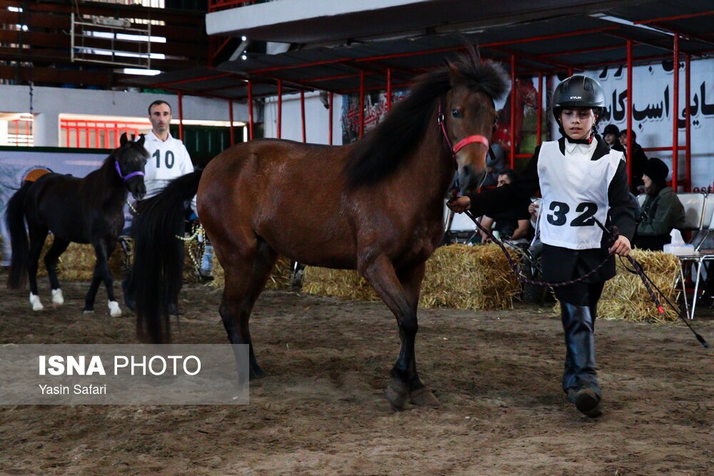 تصاویر: جشنواره ملی اسب کاسپین