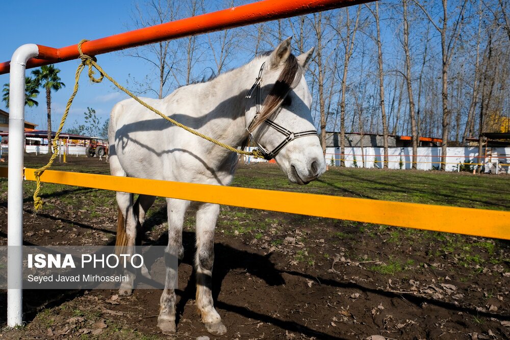 تصاویر: جشنواره ملی اسب کاسپین