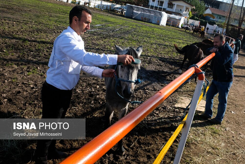 تصاویر: جشنواره ملی اسب کاسپین