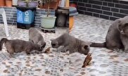 ویدیو / حرکت زیرکانه یک گنجشک برای فرار از دست چندین گربه