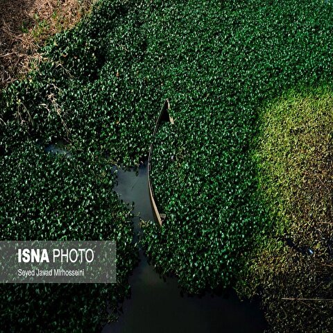 تصاویر: شیطان بنفش