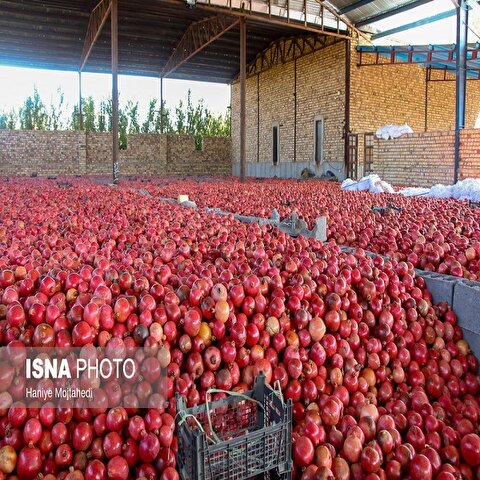 تصاویر: رب‌گیری انار - ساوه