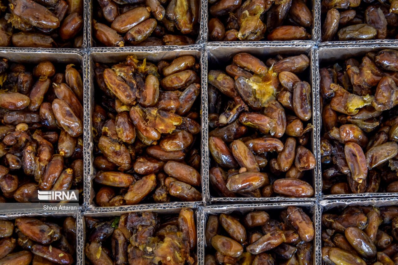 تصاویر: خرمای خاوران