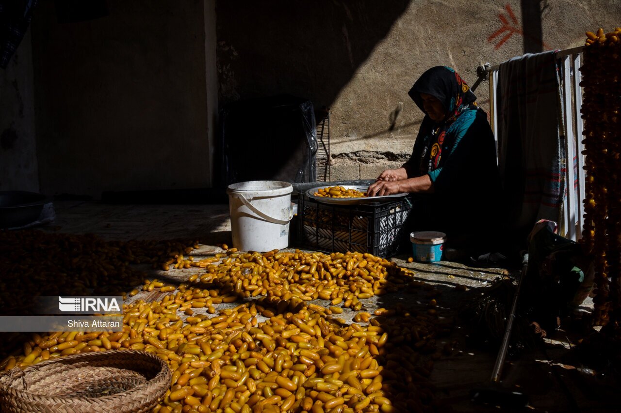 تصاویر: خرمای خاوران