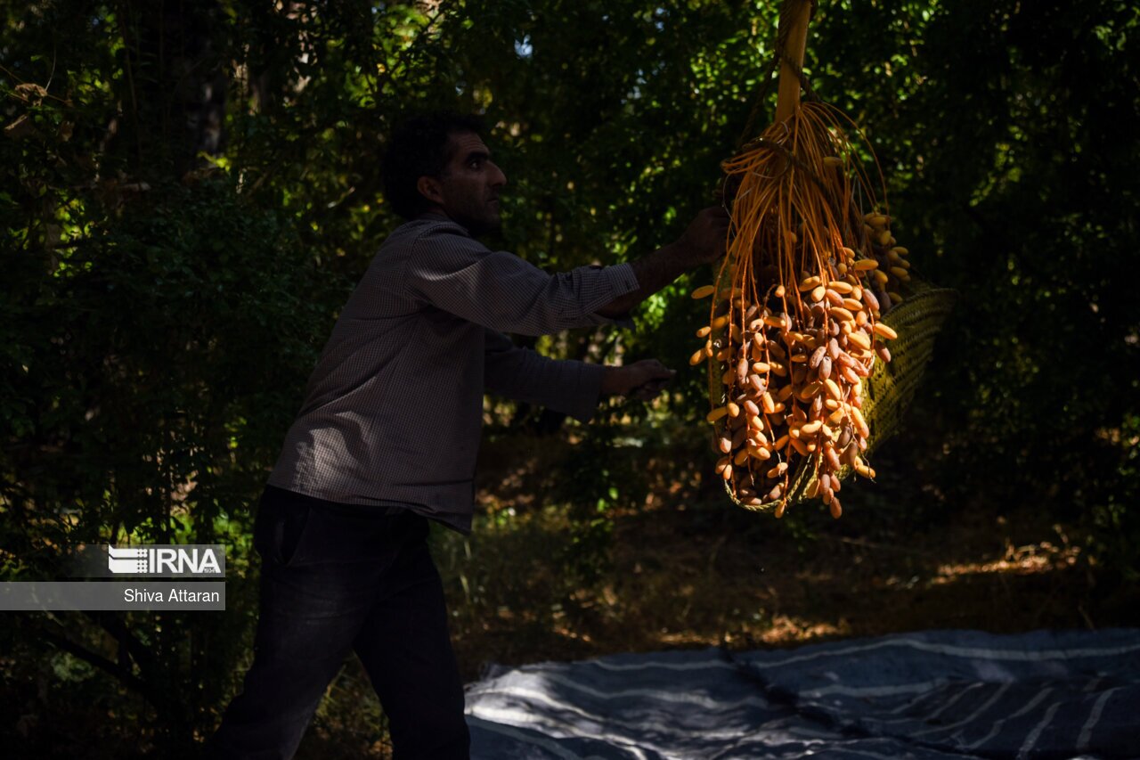 تصاویر: خرمای خاوران