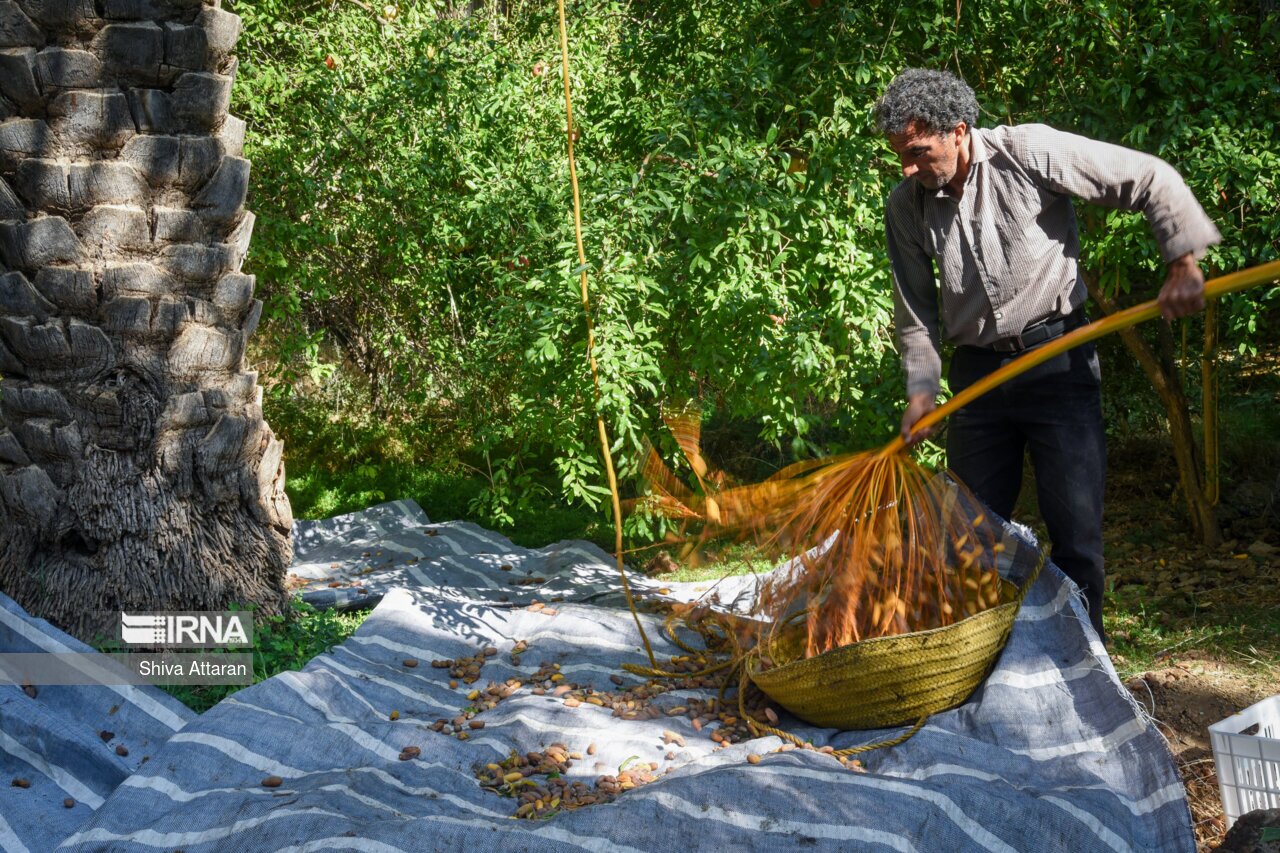 تصاویر: خرمای خاوران