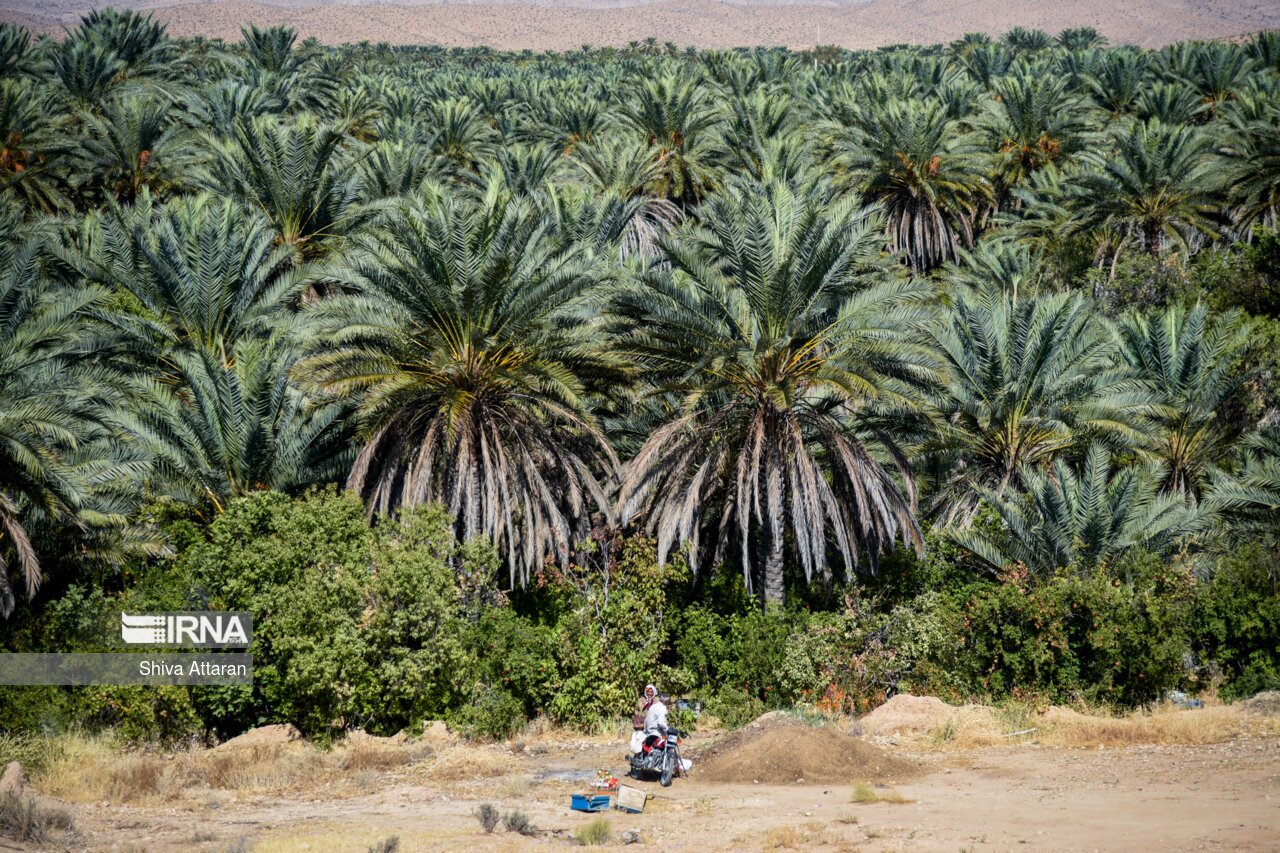 تصاویر: خرمای خاوران