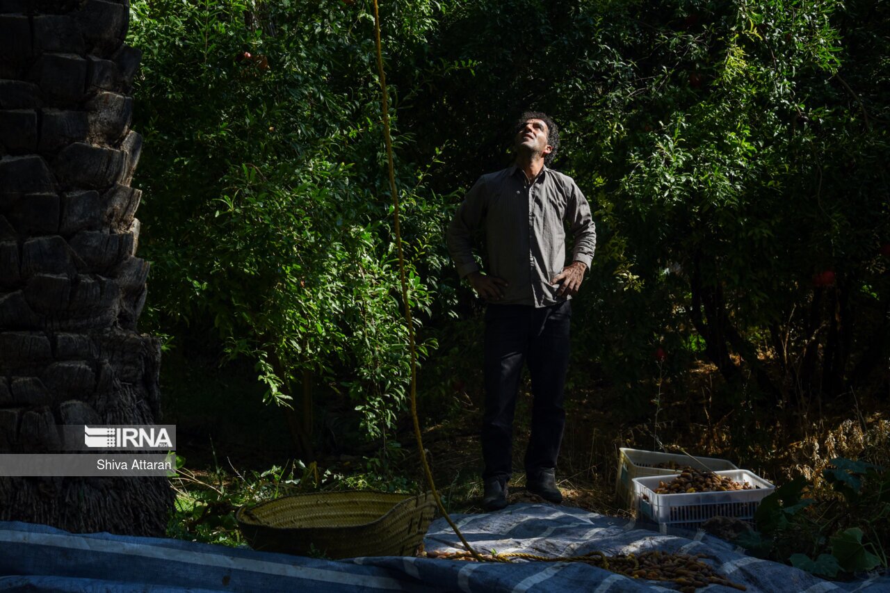 تصاویر: خرمای خاوران