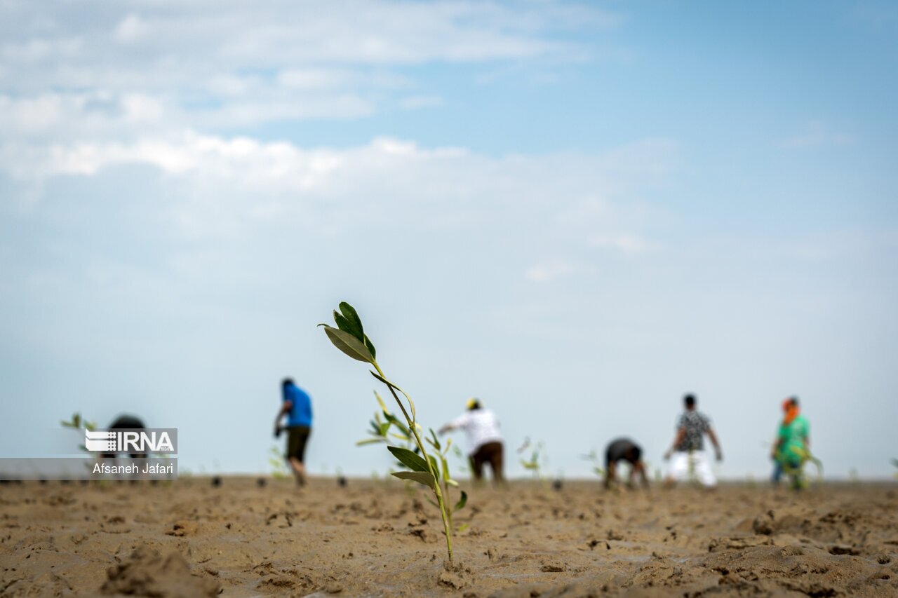 تصاویر: کاشت نهال حرا